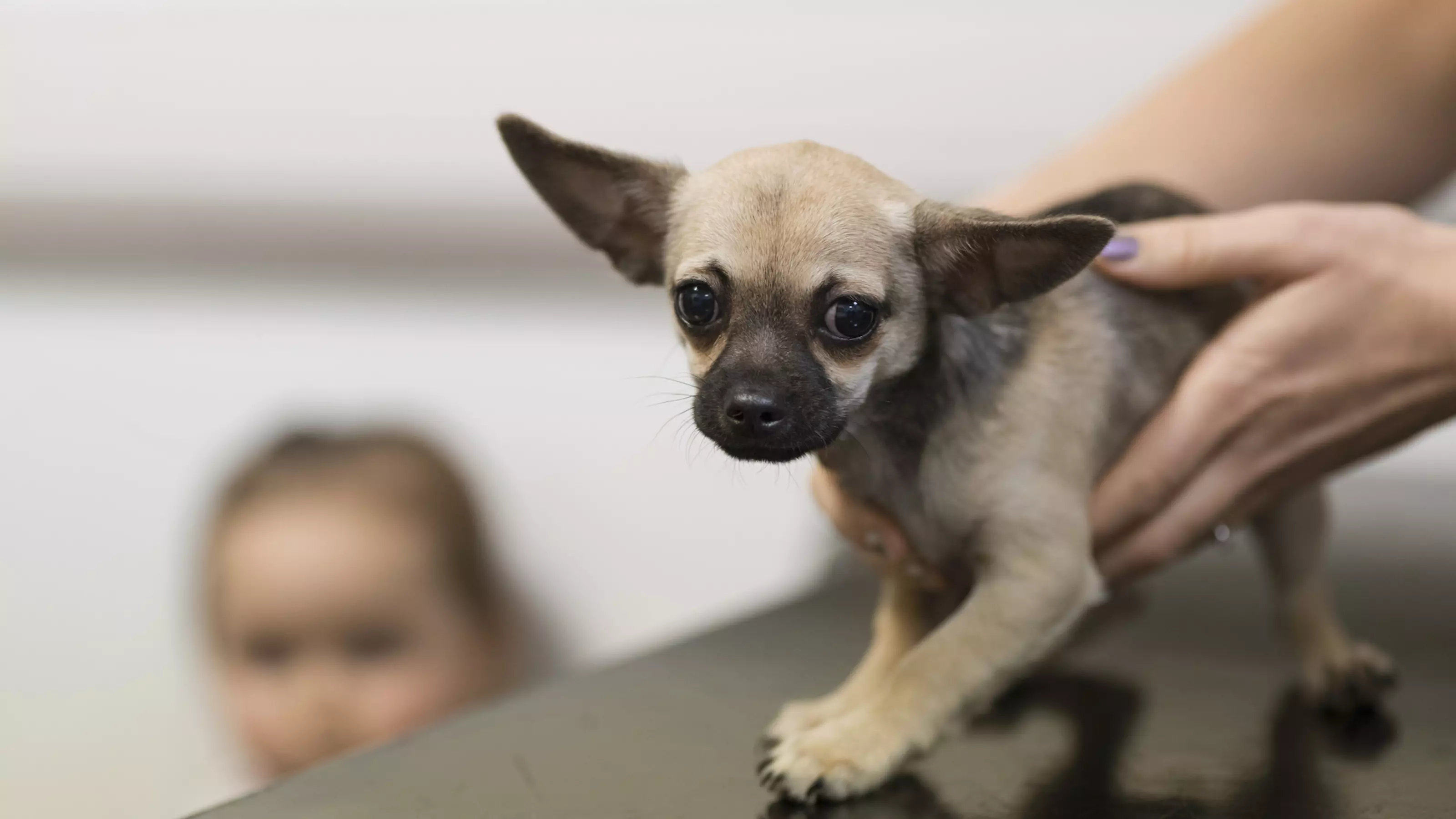 Xylitol Poisoning in Dogs Blue Cross